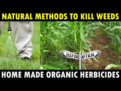 Video: Cum funcționează erbicidele organice - Aflați despre eficacitatea erbicidelor organice