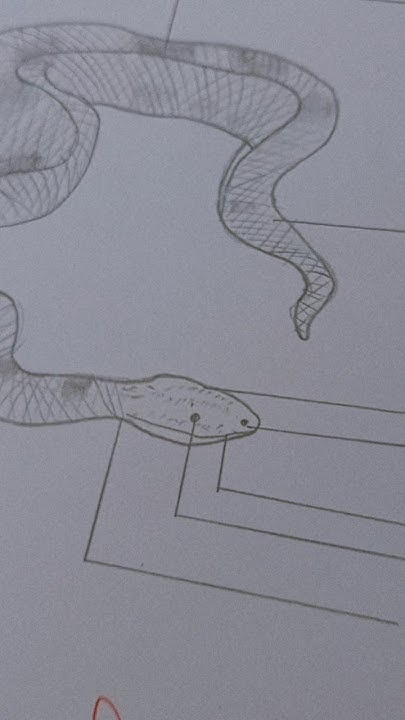 Python snake 🐍 #python #snake #wildlife #wildsnake #biology #diagram # ...