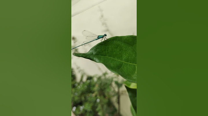 Have u ever seen a blue dragonfly 🐉🤯