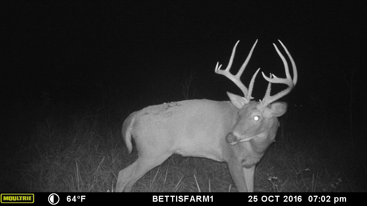 Big Buck Trail Cam in Ozark Mountains 2016 YouTube