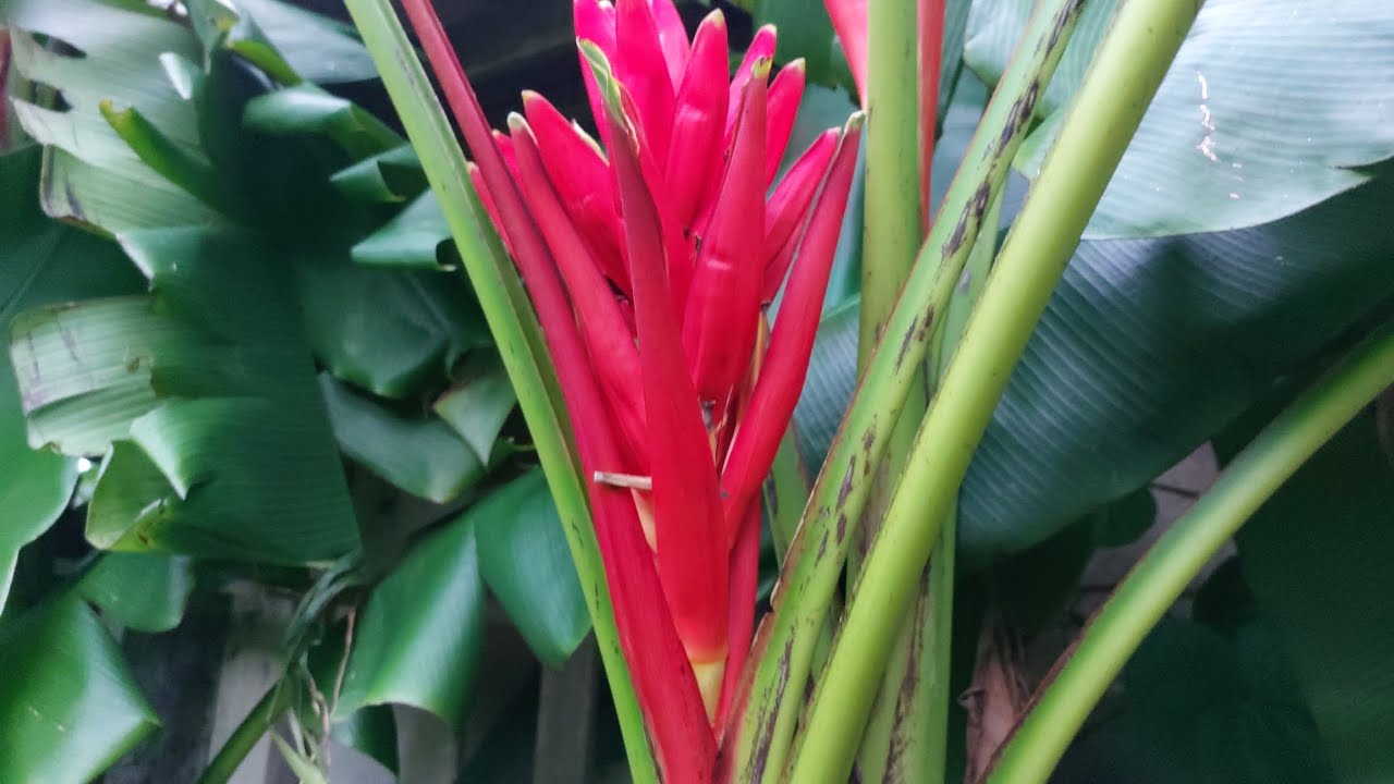Pequeno Tour pelo jardim ,quintal replantando cactos,novidade columelia marmore ,arranjo cacto .