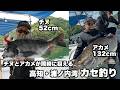 チヌもアカメも狙いは大型! 高知 浦ノ内湾のカセで楽しむチヌ釣り&アカメ釣り/釣り人・南 康史