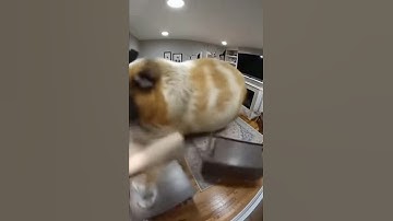 Giant Guinea Pig destroying house 😭 #soraai #ai #funny