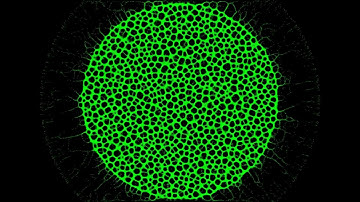 Slime mould simulation