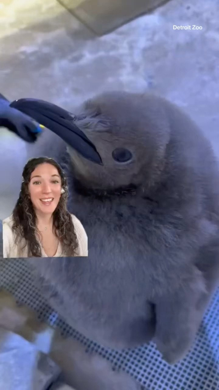 Baby penguin weighs the same as a toddler #shorts