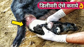 डिलीवरी के टाइम जरूरी बातें|How to Help a Goat Delivery| Goat Farm Training