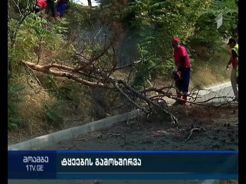 მავნებლებით დაავადებული და ზეხმელი ხეების მოჭრა დაიწყო