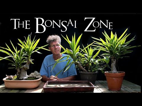 The Bonsai Zone, Part 2 of new Bonsai Benches and a Desert Landscape, Aug 2017