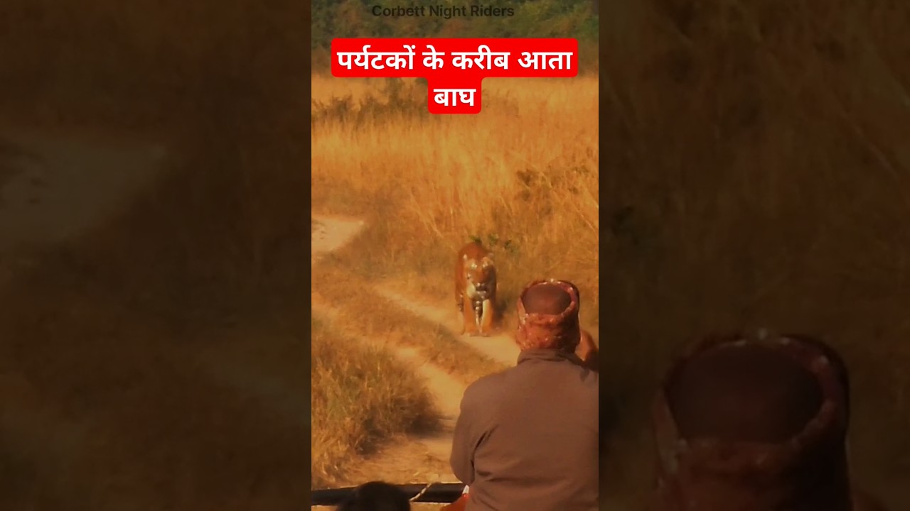 Tiger comes close to tourists 