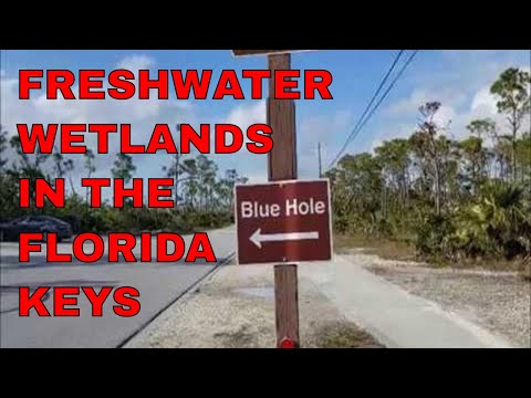 Blue Hole on Big Pine Key is part of the Florida Keys' many freshwater wetlands
