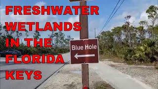 Blue Hole on Big Pine Key is part of the Florida Keys' many freshwater wetlands