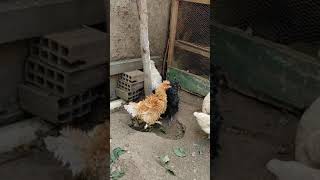 Galinhas Polonesas Frizadas.