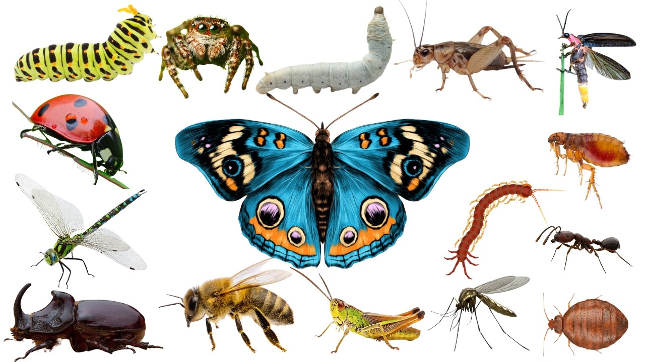20 Insectos Increíbles para Niños | Aprende sobre Mariposas, Abejas, Hormigas y Más