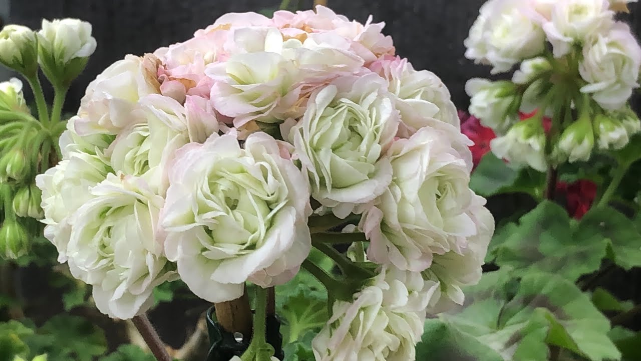 А мы цветем!! Обзор пеларгоний 31/10/24, Казань