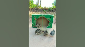 Really creative bird trap - Best underground trapping #shorts video #