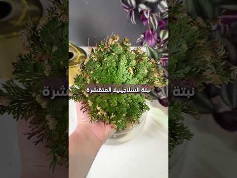 نبتة السلاجينيلا المتقشرة نباتاتي