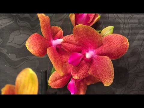 Двадцать редких орхидей с названиями. Сладкая Девочка, Биг Бенг ...