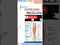 FOREARMUSCLES #physiohub #physiotherapy #rehabxpressnotes #healthcare #physionotes