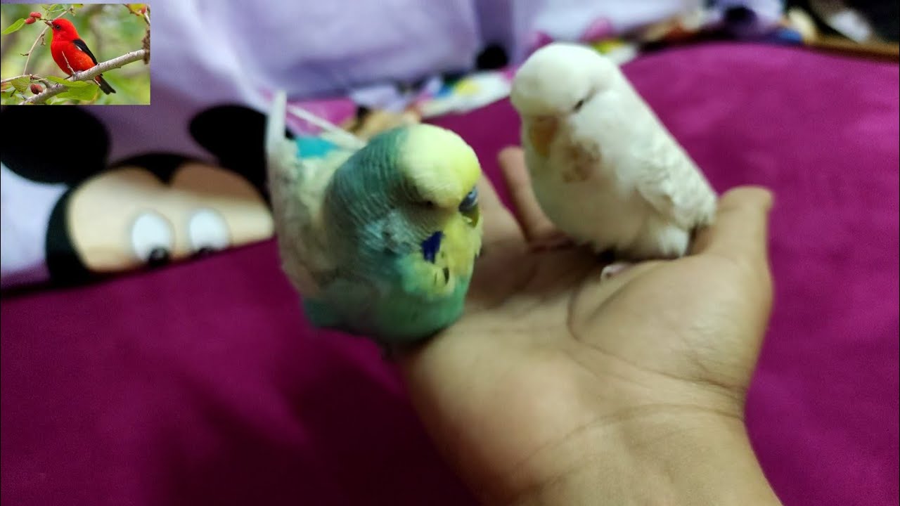 ازاي تتجوز العصافير اللي انصاص