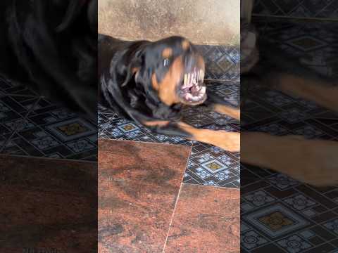 Lazy Angry dog barking sounds #rottweiler #dogtalk #dogcommunication #rottweilerpuppy