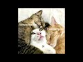 Super Funny Cat & Dog Videos 01