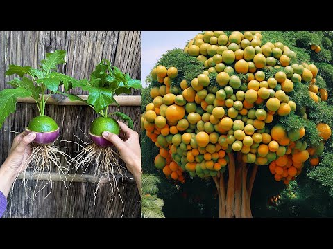 Nice... Great Technique For Grafting Eggplant Fruit with Orange Fruit Has Lots of Fruit at Home