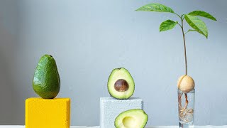 How to plant AVOCADO from its seed on EASY and SIMPLE way that is successful 99%.