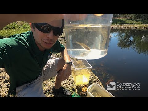 Mosquitofish | Can you guess what it eats?