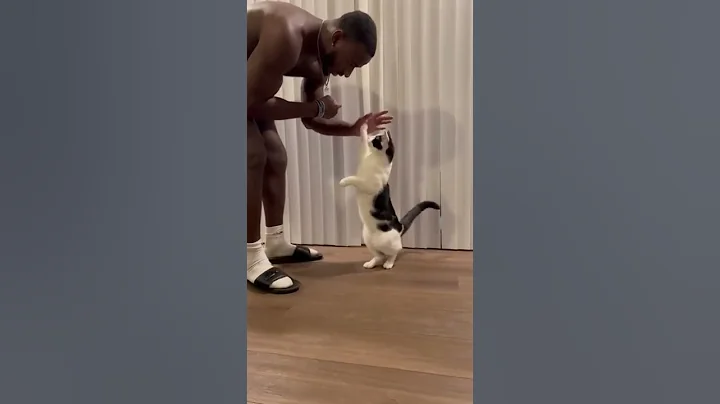 Intelligent Cat Knows All Tricks || PETASTIC 🐾 - DayDayNews