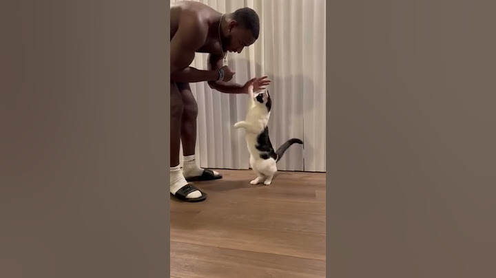 Intelligent Cat Knows All Tricks || PETASTIC 🐾