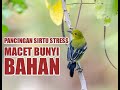 Pancingan Bunyi Sirtu Cipoh Stress Macet Bunyi Bahan Mp3 - Mp4 Download