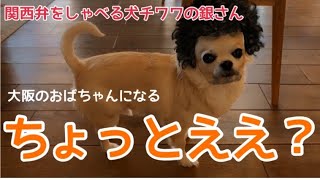 関西弁をしゃべる犬 チワワの銀さん え ええのん おいもさんもらえんの おしゃべりペット 的youtube視頻效果分析報告 Noxinfluencer