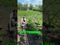 Зачем бабушки поливали огород водой из под картошки