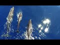 view Sperm Whales and Bats Have This One Thing in Common digital asset number 1