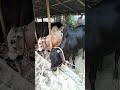 🥰😍❤️Mashallah 😍🥰❤️ #cow #video