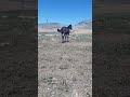 قصبة اسماعيل العريفي خيل الجزائر Horse السالمي الفروسية المغرب الخيل حصان 