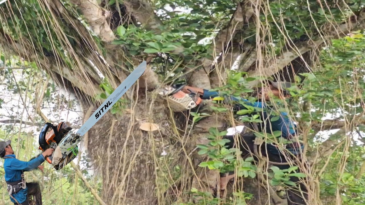 Cưa Cây Còng, Tàn Khủng ,Trong Bụi Cây Xanh ,Um Tùm, Dây leo Quá Khó, Cưa Kỹ Thuật, 120