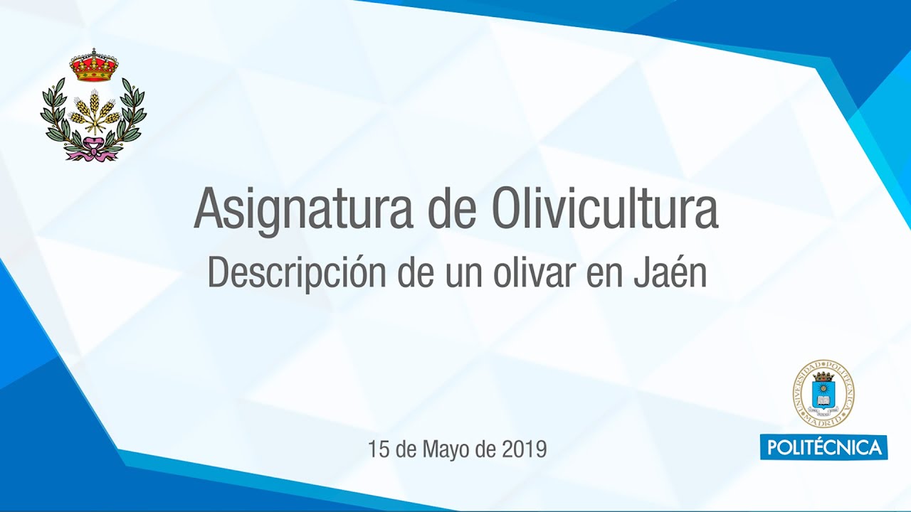 Olivicultura . Práctica de alumnos. Olivar en Jaén politécnica slp