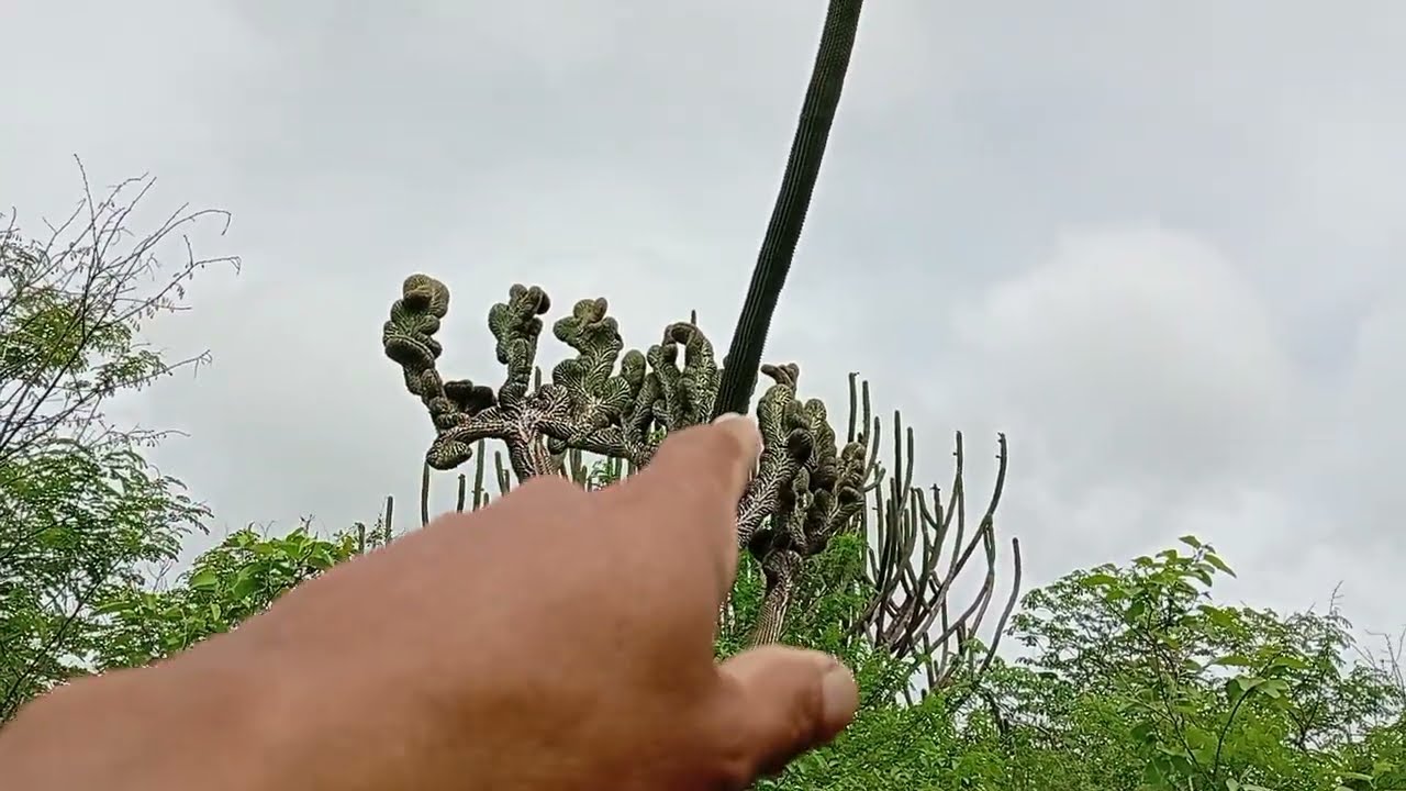 Quem conhece a furna do tamanduá na fazenda solidão veja lindo demais 👏