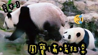 圓寶體力太好到處跑,圓圓想找一個安靜的地方休息|熊貓貓熊The Giant Panda Yuan Yuan and Yuan Bao|台北市立動物園