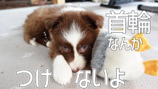 🦄早速さんぽ拒否するボーダーコリーの子犬/Border Collie Puppy by ゆに&メッシ.DOG&CAT 2,464 views 3 years ago 8 minutes, 7 seconds