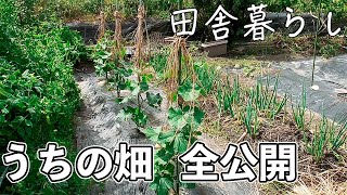 【田舎暮らし】ふたりの畑を紹介します。野菜を育てながら、田舎暮らしを楽しんでいます。