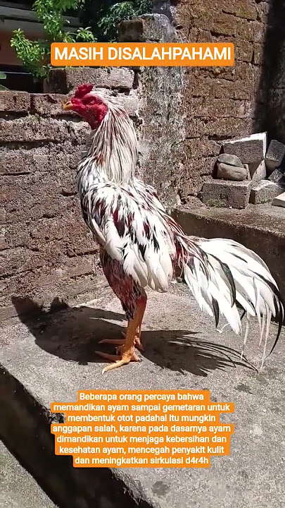 Hewan - rawat ayam : mandikan ayam masih banyak disalahpahami #ayam #chicken #animals #shorts #short