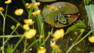 Frogs In The Pond