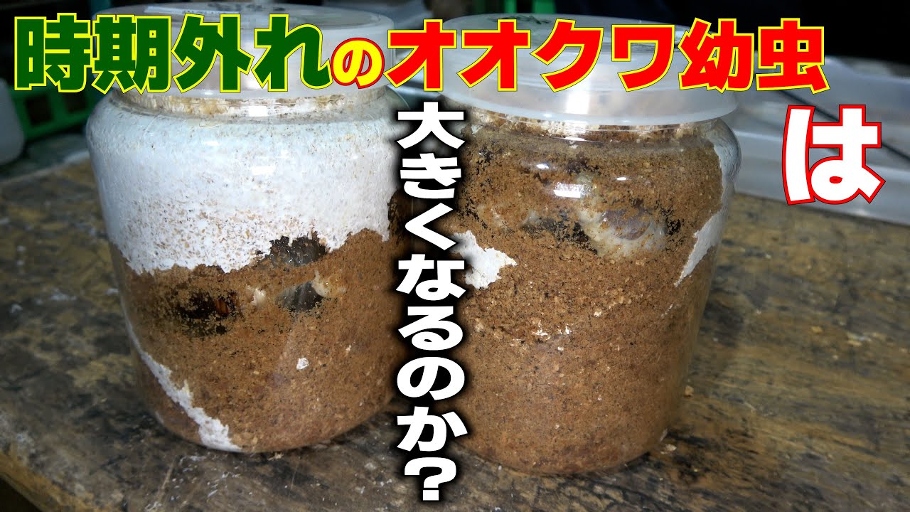 【オオクワガタ】秋から育て始めた幼虫は大きくなるのか??