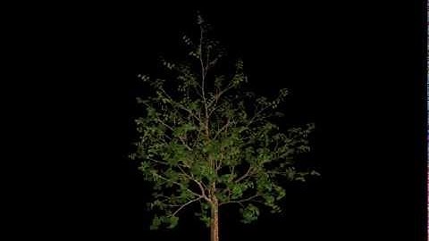 EcoMod: birch tree real-time growth animation