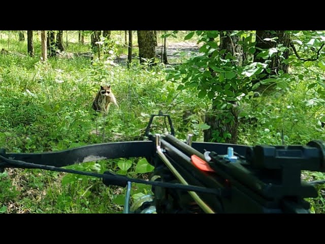 90lb Vlad Tactical vs 80lb Hell Hawkpistol crossbow bowfishing 