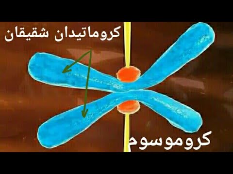 فيديو: هل للكروماتين هيستونات؟