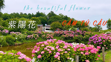 Thăm vườn hoa cẩm tú cầu đẹp nhất Nhật Bản[Japan