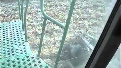 DelhotalFarms.com-Fall 2010-Harvesting corn